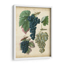 Uvas De Calwer I - Calwer | Cuadro decorativo de Canvas Lab