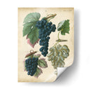 Uvas De Calwer I - Calwer | Cuadro decorativo de Canvas Lab
