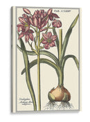 Belleza Botánica I - Vision Studio | Cuadro decorativo de Canvas Lab