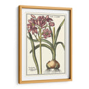 Belleza Botánica I - Vision Studio | Cuadro decorativo de Canvas Lab