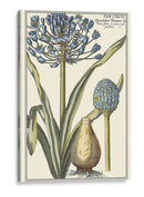 Belleza Botánica Ii - Vision Studio | Cuadro decorativo de Canvas Lab