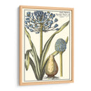 Belleza Botánica Ii - Vision Studio | Cuadro decorativo de Canvas Lab