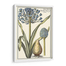 Belleza Botánica Ii - Vision Studio | Cuadro decorativo de Canvas Lab