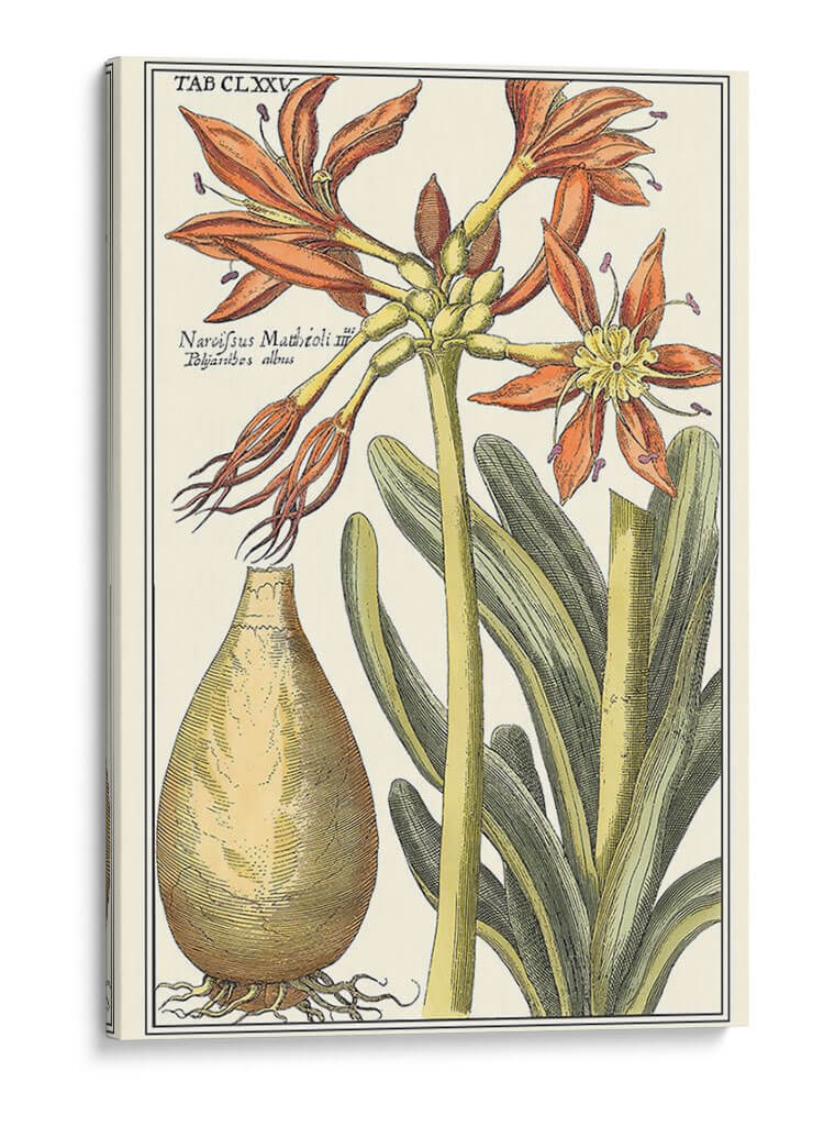 Belleza Botánica Iii - Vision Studio | Cuadro decorativo de Canvas Lab