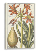 Belleza Botánica Iii - Vision Studio | Cuadro decorativo de Canvas Lab