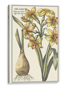 Belleza Botánica Iv - Vision Studio | Cuadro decorativo de Canvas Lab