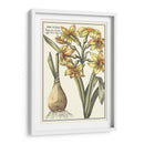 Belleza Botánica Iv - Vision Studio | Cuadro decorativo de Canvas Lab