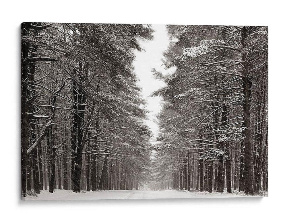 Un Paseo Nevado Iv - James McLoughlin | Cuadro decorativo de Canvas Lab