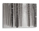 Un Paseo Nevado V - James McLoughlin | Cuadro decorativo de Canvas Lab