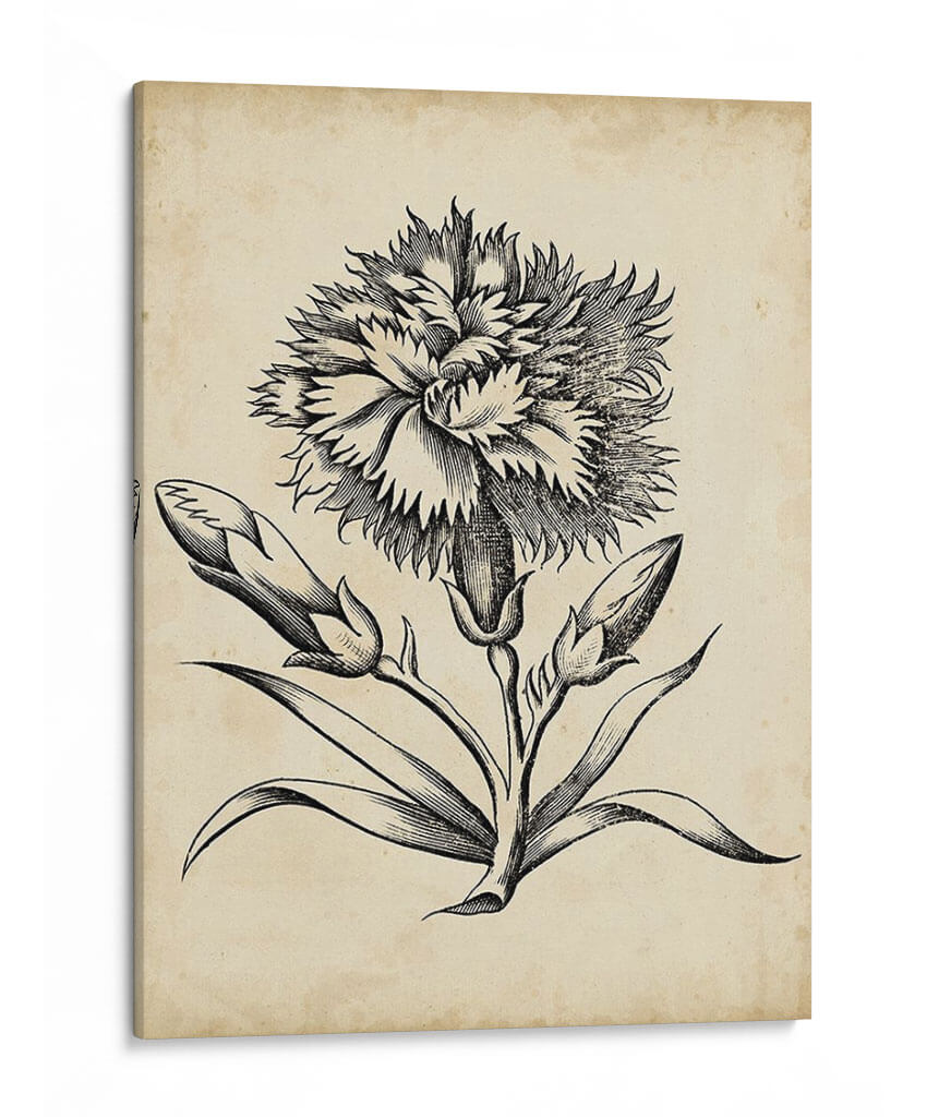 Distinguido Floral Iii - Vision Studio | Cuadro decorativo de Canvas Lab