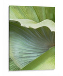 Hoja De Plátano I - Alison Jerry | Cuadro decorativo de Canvas Lab