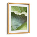 Hoja De Plátano I - Alison Jerry | Cuadro decorativo de Canvas Lab