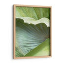 Hoja De Plátano I - Alison Jerry | Cuadro decorativo de Canvas Lab