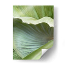 Hoja De Plátano I - Alison Jerry | Cuadro decorativo de Canvas Lab