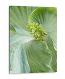 Hoja De Plátano Ii - Alison Jerry | Cuadro decorativo de Canvas Lab