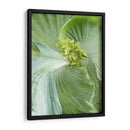 Hoja De Plátano Ii - Alison Jerry | Cuadro decorativo de Canvas Lab