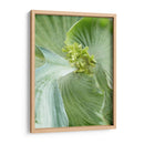 Hoja De Plátano Ii - Alison Jerry | Cuadro decorativo de Canvas Lab