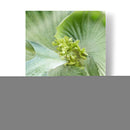 Hoja De Plátano Ii - Alison Jerry | Cuadro decorativo de Canvas Lab