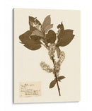 Estudio De Flores Presionado I - Vision Studio | Cuadro decorativo de Canvas Lab