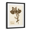 Estudio De Flores Presionado I - Vision Studio | Cuadro decorativo de Canvas Lab