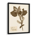 Estudio De Flores Presionado I - Vision Studio | Cuadro decorativo de Canvas Lab