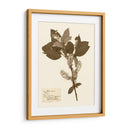 Estudio De Flores Presionado I - Vision Studio | Cuadro decorativo de Canvas Lab