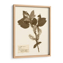 Estudio De Flores Presionado I - Vision Studio | Cuadro decorativo de Canvas Lab