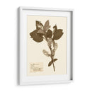 Estudio De Flores Presionado I - Vision Studio | Cuadro decorativo de Canvas Lab