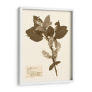 Estudio De Flores Presionado I - Vision Studio | Cuadro decorativo de Canvas Lab