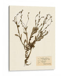 Estudio De Flores Presionado Ii - Vision Studio | Cuadro decorativo de Canvas Lab