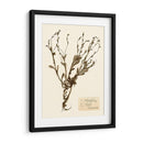 Estudio De Flores Presionado Ii - Vision Studio | Cuadro decorativo de Canvas Lab