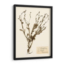 Estudio De Flores Presionado Ii - Vision Studio | Cuadro decorativo de Canvas Lab