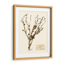 Estudio De Flores Presionado Ii - Vision Studio | Cuadro decorativo de Canvas Lab