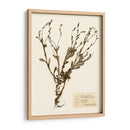 Estudio De Flores Presionado Ii - Vision Studio | Cuadro decorativo de Canvas Lab