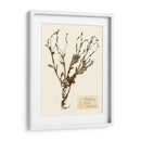 Estudio De Flores Presionado Ii - Vision Studio | Cuadro decorativo de Canvas Lab