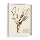 Estudio De Flores Presionado Ii - Vision Studio | Cuadro decorativo de Canvas Lab