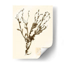 Estudio De Flores Presionado Ii - Vision Studio | Cuadro decorativo de Canvas Lab