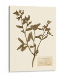 Estudio De Flores Presionado Iii - Vision Studio | Cuadro decorativo de Canvas Lab