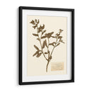 Estudio De Flores Presionado Iii - Vision Studio | Cuadro decorativo de Canvas Lab