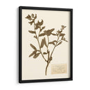 Estudio De Flores Presionado Iii - Vision Studio | Cuadro decorativo de Canvas Lab