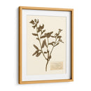 Estudio De Flores Presionado Iii - Vision Studio | Cuadro decorativo de Canvas Lab