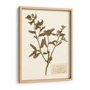 Estudio De Flores Presionado Iii - Vision Studio | Cuadro decorativo de Canvas Lab