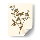 Estudio De Flores Presionado Iii - Vision Studio | Cuadro decorativo de Canvas Lab