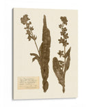 Estudio De Flores Presionado Iv - Vision Studio | Cuadro decorativo de Canvas Lab