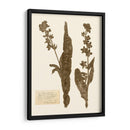 Estudio De Flores Presionado Iv - Vision Studio | Cuadro decorativo de Canvas Lab