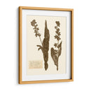 Estudio De Flores Presionado Iv - Vision Studio | Cuadro decorativo de Canvas Lab