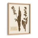 Estudio De Flores Presionado Iv - Vision Studio | Cuadro decorativo de Canvas Lab