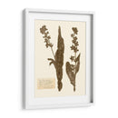 Estudio De Flores Presionado Iv - Vision Studio | Cuadro decorativo de Canvas Lab