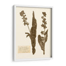 Estudio De Flores Presionado Iv - Vision Studio | Cuadro decorativo de Canvas Lab