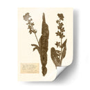 Estudio De Flores Presionado Iv - Vision Studio | Cuadro decorativo de Canvas Lab